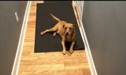 Lost Male Dog last seen beaverdam rd williamston sc, Williamston, SC 29697