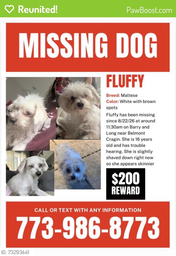 Reunited Female Dog last seen Belmont Ave and Long Ave, Chicago, IL 60639