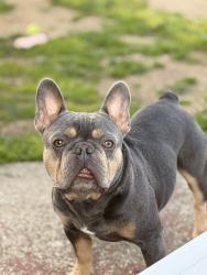 Reunited Male Dog last seen Ohio St, Vallejo, CA 94590, USA, Vallejo, CA 94590