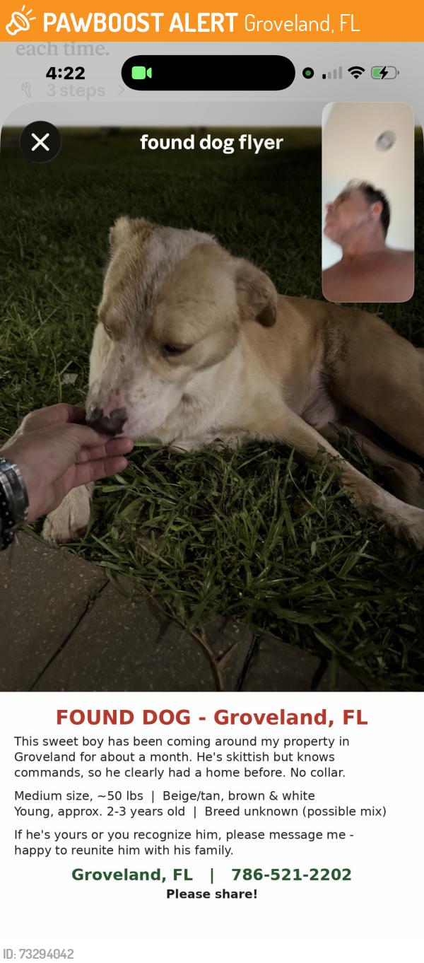 Found/Stray Male Other last seen Mattioda road, Groveland, FL 34736