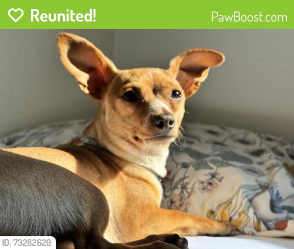 Reunited Male Dog last seen Near Roosevelt Ave Enumclaw Wa 98022, Enumclaw, WA 98022