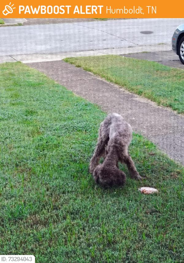 Found/Stray Unknown Dog last seen Fort Hill, Humboldt, TN 38343