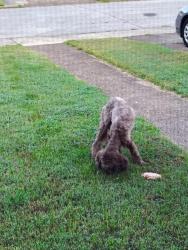 Found/Stray Unknown Dog last seen Fort Hill, Humboldt, TN 38343
