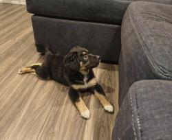 Lost Female Dog last seen FM 543, Farmersville, TX 75442