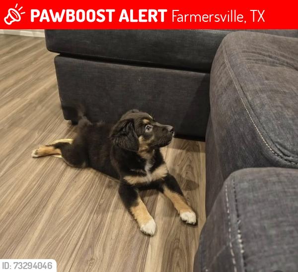 Lost Female Dog last seen FM 543, Farmersville, TX 75442