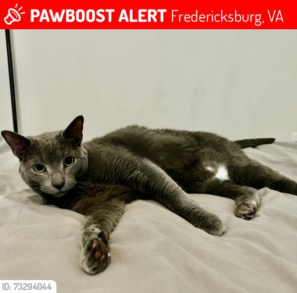 Lost Male Cat last seen Inverarry Dr, Fredericksburg, VA 22407