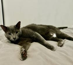 Lost Male Cat last seen Inverarry Dr, Fredericksburg, VA 22407