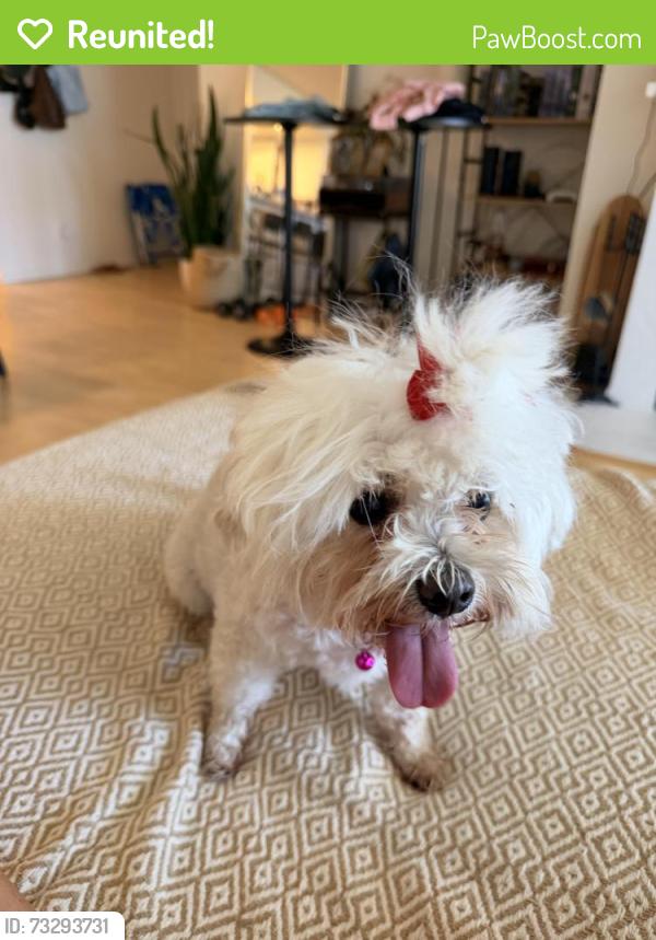 Reunited Female Dog last seen Ocean pacific gym, San Diego, CA 92109