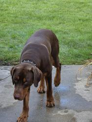 Reunited Male Dog last seen Cooper road &82nd street, Kenosha, WI 53142