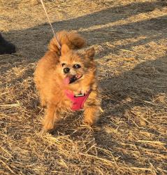 Reunited Female Dog last seen Nieman and Aborn Rd, San Jose, CA 95148