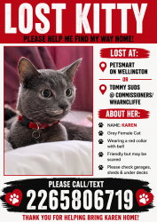 Lost Female Cat last seen Wellington road, London, ON N6E 1M3