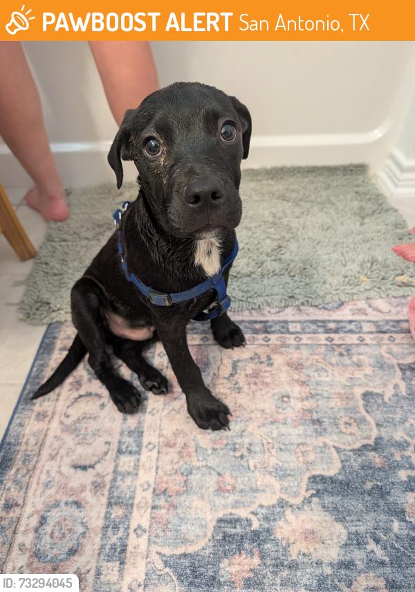 Found/Stray Male Dog last seen Selene view, San Antonio, TX 78245
