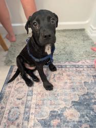 Found/Stray Male Dog last seen Selene view, San Antonio, TX 78245