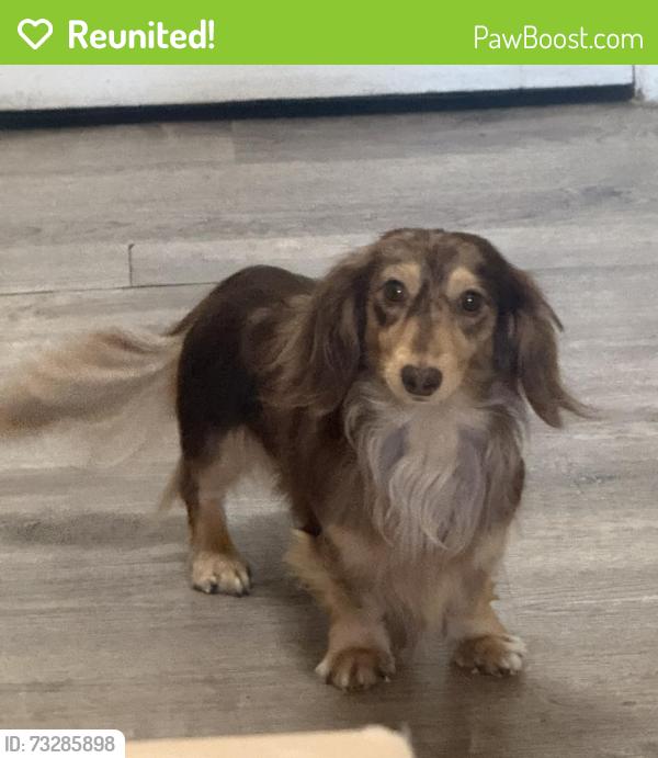 Reunited Male Dog last seen City terrace elementary, East Los Angeles, CA 90063