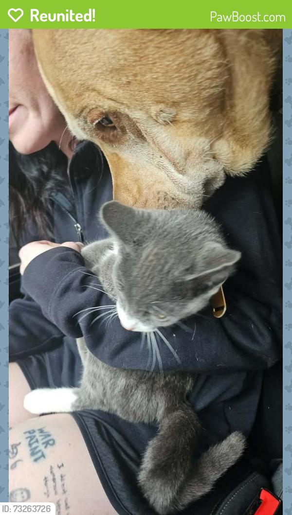 Reunited Male Cat last seen At home on Mullen Street, near the Milky Way Restaurant, Fort Loudon, PA 17224