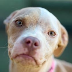 Shelter Stray Female Dog last seen , 2350 Appling City Cove, Memphis, TN 38133, USA