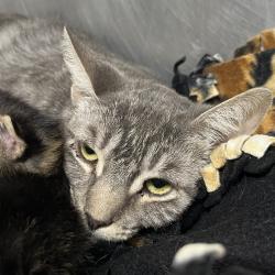 Shelter Stray Female Cat last seen , 4575 E Mesquite Ave, Palm Springs, CA 92264, USA
