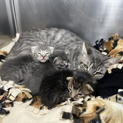 Shelter Stray Unknown Cat last seen , 4575 E Mesquite Ave, Palm Springs, CA 92264, USA