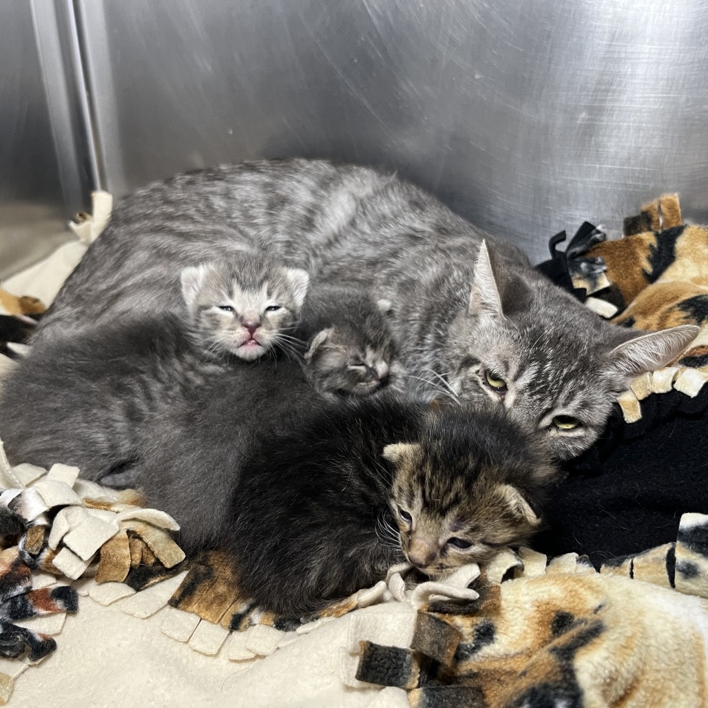 Shelter Stray Unknown Cat last seen , 4575 E Mesquite Ave, Palm Springs, CA 92264, USA