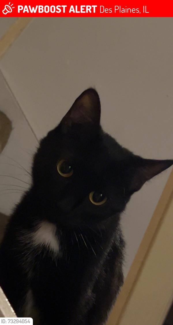 Lost Female Cat last seen 4th Avenue, Des Plaines, IL 60016
