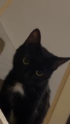 Lost Female Cat last seen 4th Avenue, Des Plaines, IL 60016