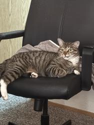 Lost Male Cat last seen NE 67th Ave and NE davis st, Portland, OR 97215