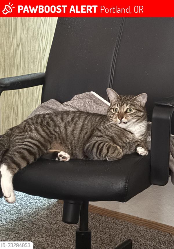 Lost Male Cat last seen NE 67th Ave and NE davis st, Portland, OR 97215