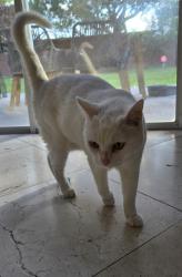Lost Male Cat last seen Near Rapollo Dr, Kissimmee, FL 34741