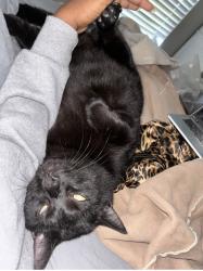 Lost Male Cat last seen Birchwood, Delavan, WI 53115