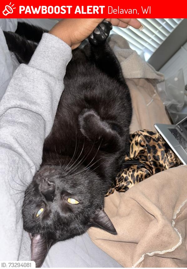Lost Male Cat last seen Birchwood, Delavan, WI 53115