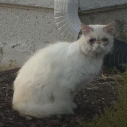 Found/Stray Unknown Cat last seen Almaden Expressway x Camden Ave, San Jose, CA 95118