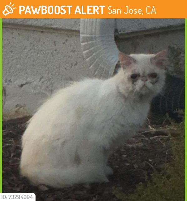 Found/Stray Unknown Cat last seen Almaden Expressway x Camden Ave, San Jose, CA 95118