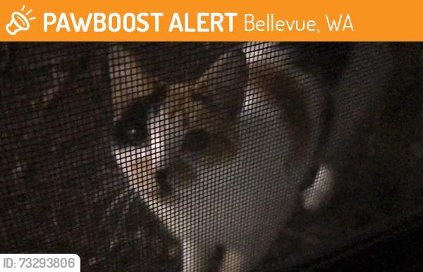 Found/Stray Female Cat last seen apmts, Bellevue, WA 98005