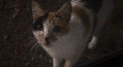 Found/Stray Female Cat last seen apmts, Bellevue, WA 98005