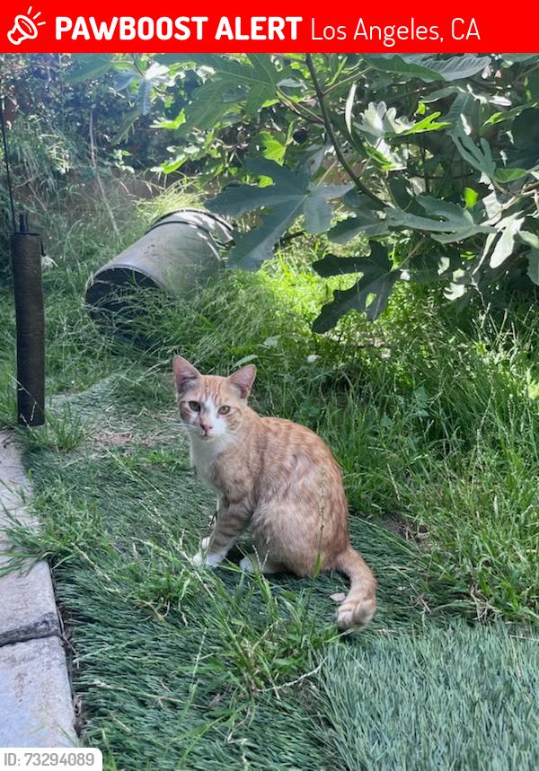 Lost Male Cat last seen Tyler/glenoaks, Los Angeles, CA 91342