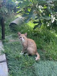 Lost Male Cat last seen Tyler/glenoaks, Los Angeles, CA 91342