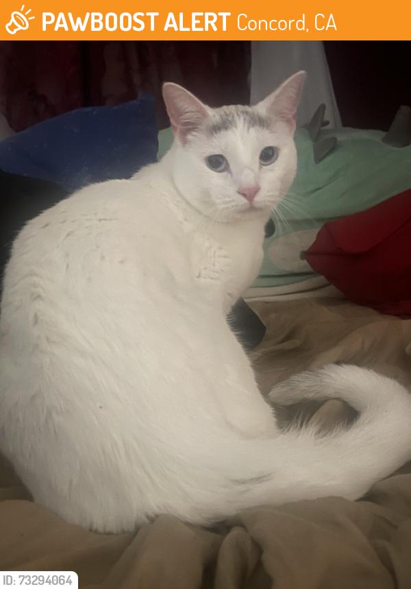 Found/Stray Unknown Cat last seen By tb99 ranch, Concord, CA 94520