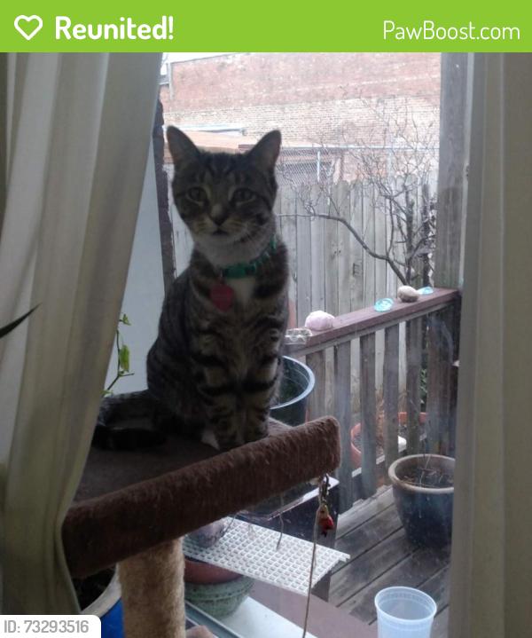 Reunited Female Cat last seen Granville, Paulina & Clark St., Chicago, IL 60660