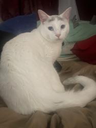 Found/Stray Unknown Cat last seen By tb99 ranch, Concord, CA 94520