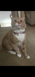 Lost Male Cat last seen Kay street st andrews, Columbia, SC 29210