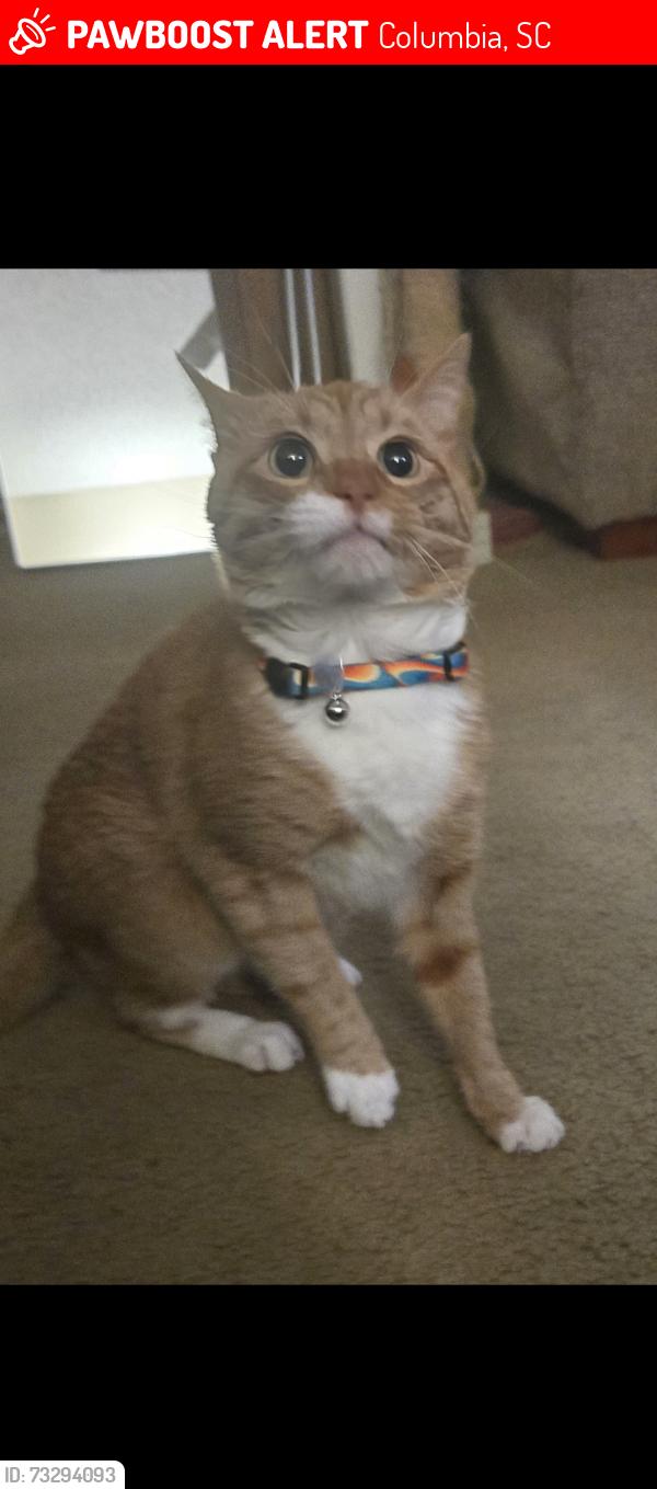 Lost Male Cat last seen Kay street st andrews, Columbia, SC 29210