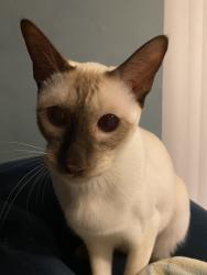 Reunited Male Cat last seen ormond cresent, Greater London, England 