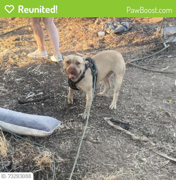 Reunited Female Dog last seen Rider and Una, Perris, CA 92570