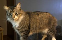 Reunited Male Cat last seen 114th and Lowell, Overland Park, KS 66210
