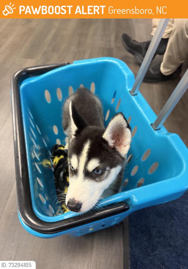 Found/Stray Male Dog last seen Cude Road, Colfax, NC, Greensboro, NC 27409
