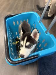 Found/Stray Male Dog last seen Cude Road, Colfax, NC, Greensboro, NC 27409