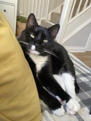 Reunited Male Cat last seen Le2 9GL, Leicester, England LE2 9GL