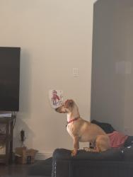 Reunited Male Dog last seen Las Colina Dr, Fort Worth, TX 76179