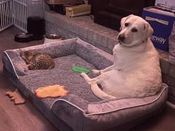 Reunited Female Dog last seen Bend Rd and Salem Rd, Clarksville, TN 37040