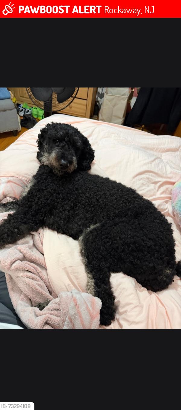 Lost Female Dog last seen Katherine street, Rockaway, NJ 07866